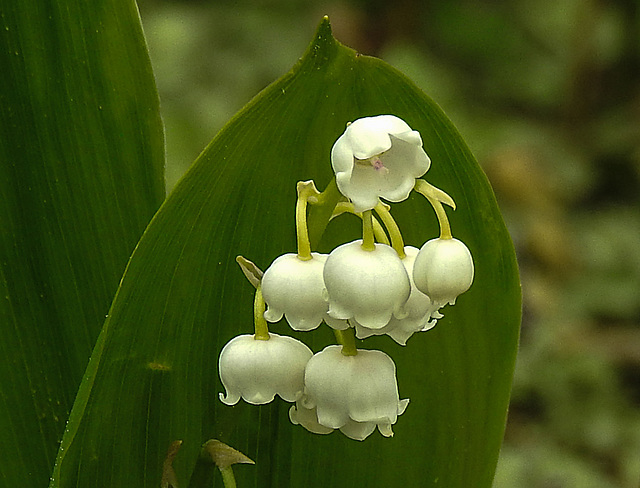 20220510 0849CPw [D~LIP] Maiglöckchen (Convallaria majalis), Bad Salzuflen