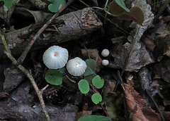 Small White Mushrooms