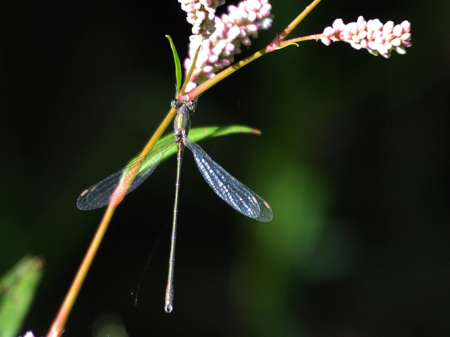 Western Willow Spreadwing m (Lestes viridis) DSB 1866