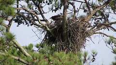 Bald eagles exchanging duties