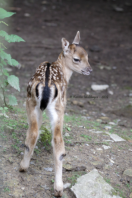 Damhirsch-Kitz (Wildpark Pforzheim)