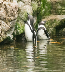 Penguins