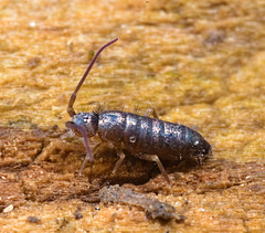 IMG 7715Springtail