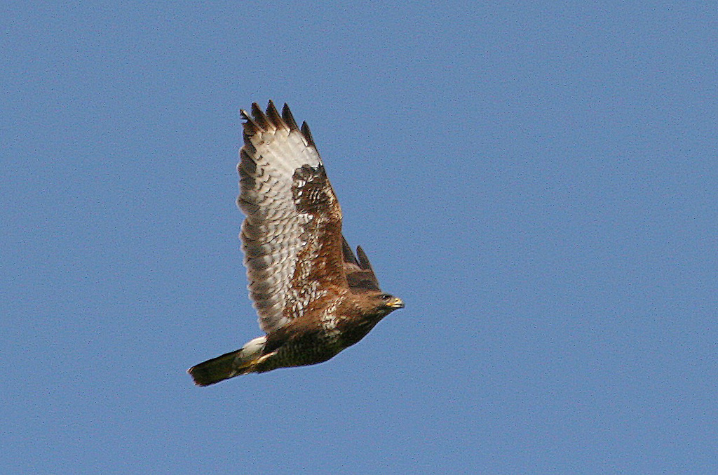 Buse variable