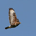 Buse variable