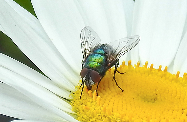 20210604 0397CPw [D~LIP] Goldfliege (Lucilia caesar) [Grüne Schmeißfliege], Wiesen-Margerite (Leucanthemum vulgare agg), Bad Salzuflen