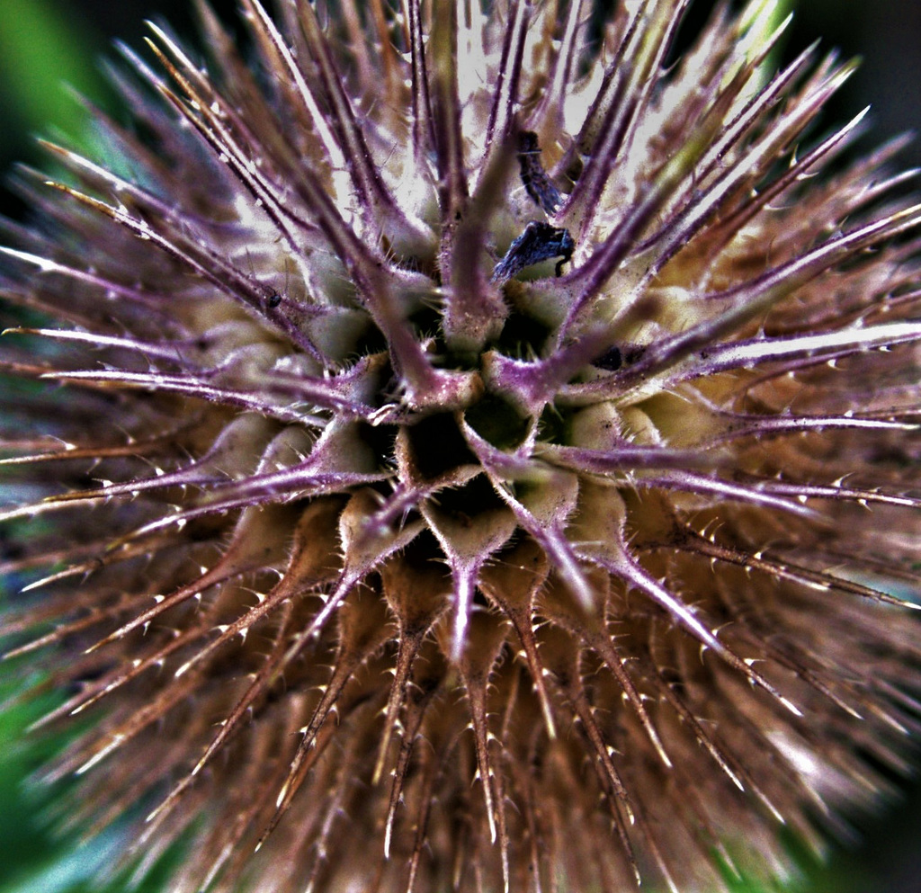 Teasel