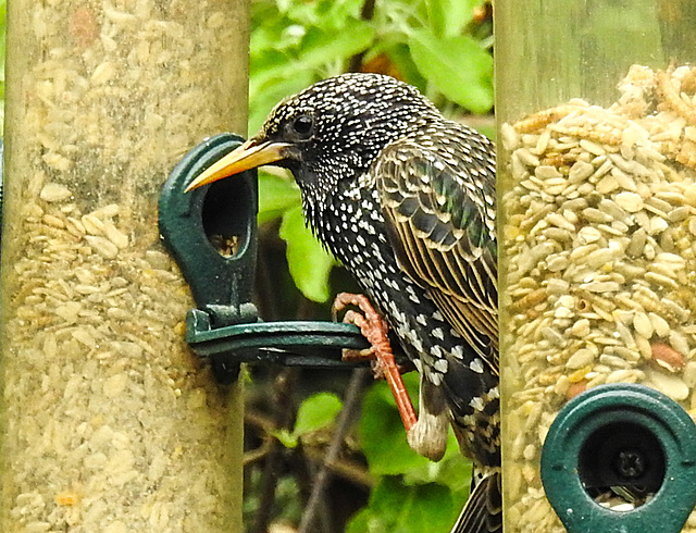 20220510 0850CPw [D~LIP] Star (Sturnus vulgaris), Bad Salzuflen