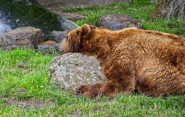 Tierpark Hagenbeck