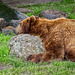 Tierpark Hagenbeck