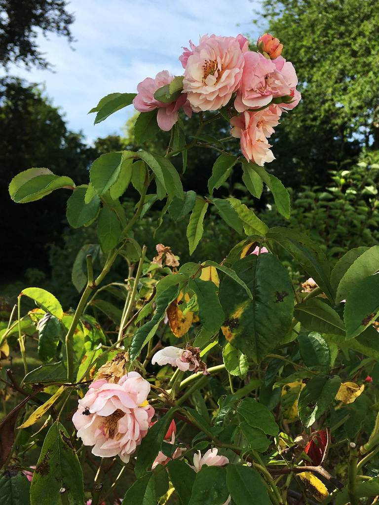Le rosier refleurit
