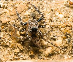 IMG 2481 Jumping Spider