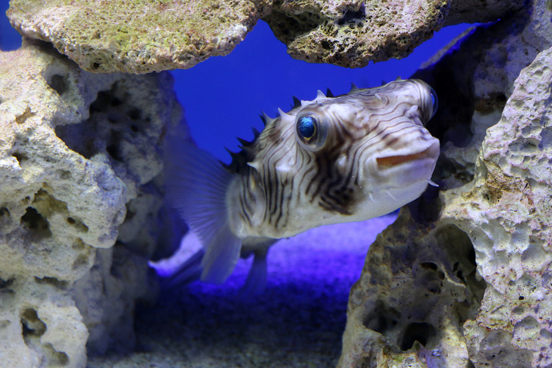 Stripped Burrfish