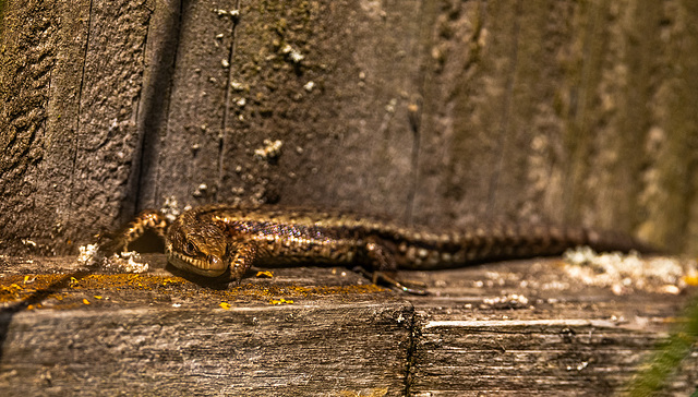 Common lizard