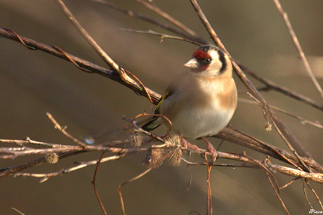 Chardonneret élégant mâle