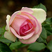 rose Pierre de Ronsard