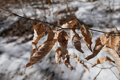 Blätter im Winter