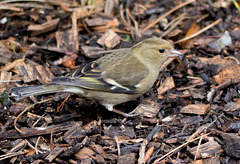 Chaffinch (1)