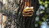 20190822 5471CPw [D~H] Schwefelporling (Laetiporus sulphureus), Stiel-Eiche (Quercus robur), Wisentgehege, Springe