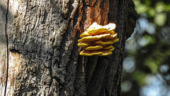 20190822 5471CPw [D~H] Schwefelporling (Laetiporus sulphureus), Stiel-Eiche (Quercus robur), Wisentgehege, Springe