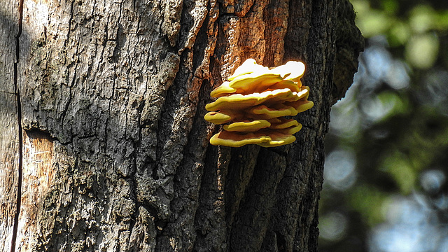 20190822 5471CPw [D~H] Schwefelporling (Laetiporus sulphureus), Stiel-Eiche (Quercus robur), Wisentgehege, Springe