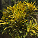 20120419-4827 Codiaeum variegatum (L.) Rumph. ex A.Juss.
