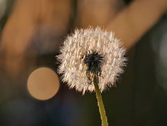 Pusteblume / Dandelion