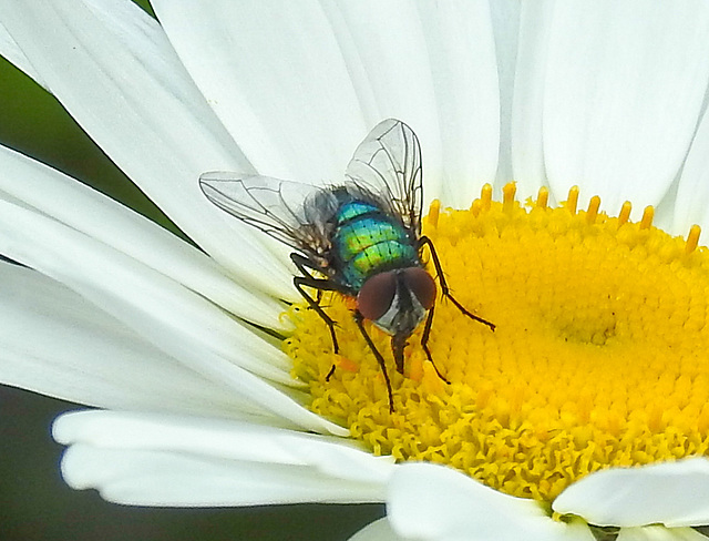 20210604 0398CPw [D~LIP] Goldfliege (Lucilia caesar) [Grüne Schmeißfliege], Wiesen-Margerite (Leucanthemum vulgare agg), Bad Salzuflen