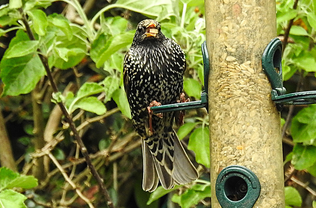 20220510 0851CPw [D~LIP] Star (Sturnus vulgaris), Bad Salzuflen