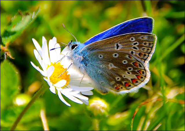 The Common Blue