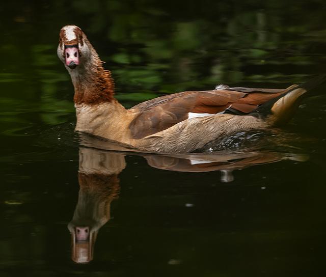 Egyptian goose