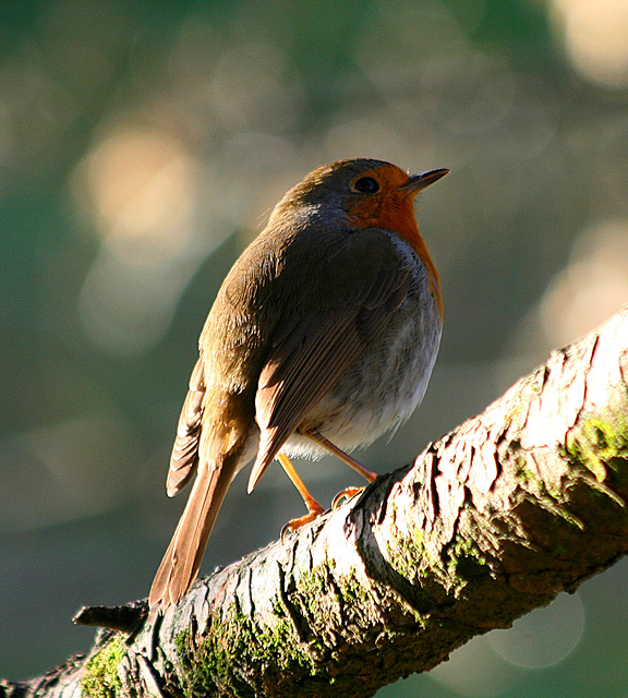 Rouge gorge familier