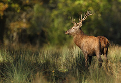 Cerf  (Seine & Marne)