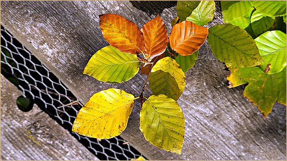 Buchenblätter im Herbst
