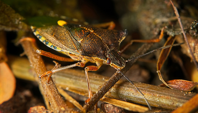 Die Rotbeinige Baumwanze (Pentatoma rufipes) ist im Unterholz abgetaucht :)) The red-legged shield bug (Pentatoma rufipes) has disappeared into the undergrowth :)) La punaise à pattes rouges (Pentatom