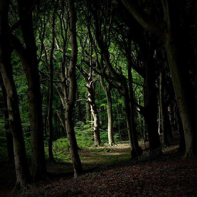 Bright spot in a dark forest. Bright spot in a dark forest.