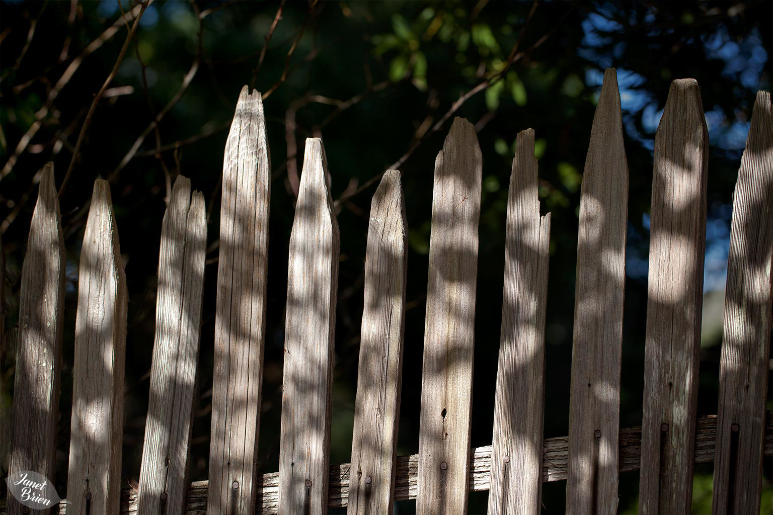 Pictures for Pam, Day 63: Happy Fence Friday!