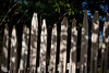 Pictures for Pam, Day 63: Happy Fence Friday!