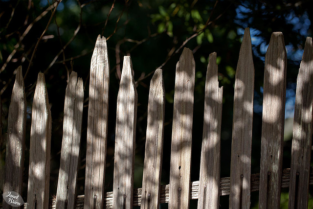 Pictures for Pam, Day 63: Happy Fence Friday!