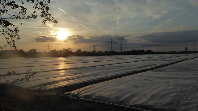 Folienlandschaft Vorderpfalz und Sonnenuntergang