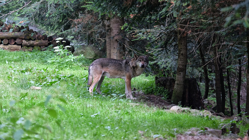 LE BOREON: PARC ALPHA 27