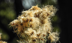 20190822 5472CPw [D~H] Acker-Kratzdistel (Cirsium arvense), Wisentgehege, Springe