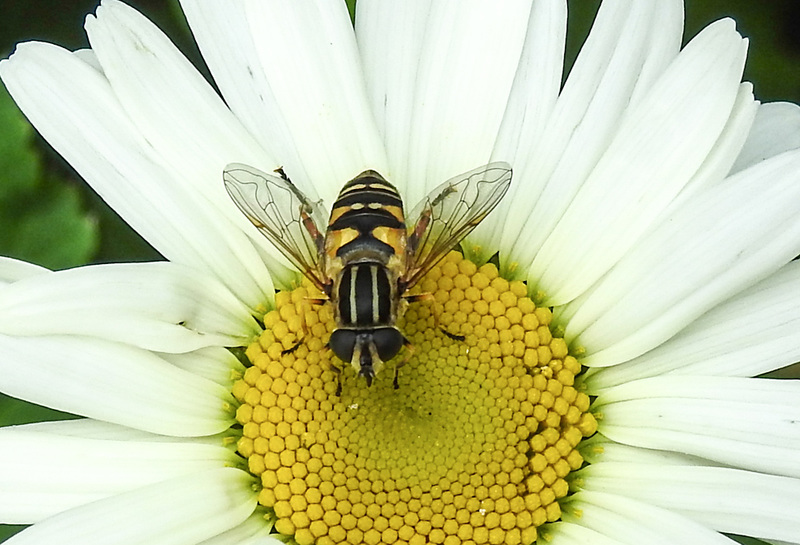 20210604 0399CPw [D~LIP] Sumpf-Schwebfliege (Helophilus pendulus), Wiesen-Margerite (Leucanthemum vulgare agg), Bad Salzuflen