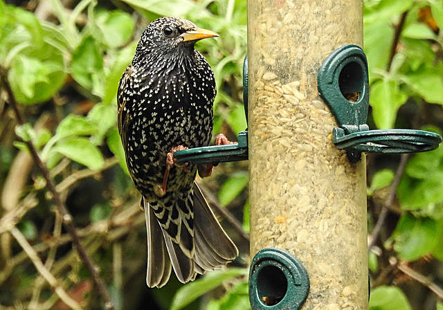 20220510 0852CPw [D~LIP] Star (Sturnus vulgaris), Bad Salzuflen