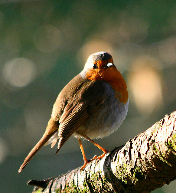 Rouge gorge familier