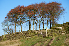 Twenty Trees at Hayfield