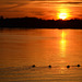 Sundown on the Rhine (canards à l'orange)