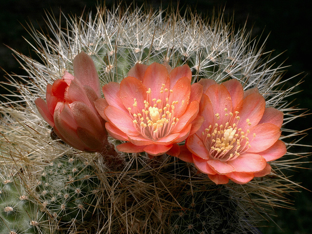 Rebutia pseudodeminuta (R.buiningiana)