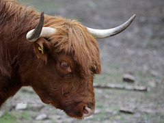 Hochlandrind (Wildpark Pforzheim)