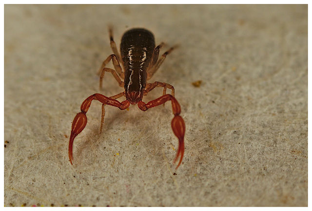 Psuedoscorpion EF7A2637